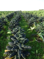 Vignette Chou Palmier (1).jpeg 