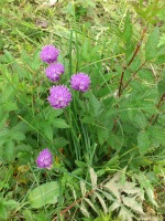 Vignette Ciboulette.jpeg 