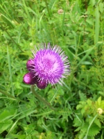 Vignette Cirse des marais (1).jpeg 