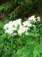 Vignette Colombine panachée.jpeg 