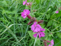 Vignette Compagnon rouge (Silene dioica) (1).jpeg 