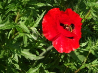 Vignette Coquelicot (Papaver rhoeas).jpeg 