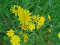 Vignette Crépide bisannuelle (Crepis biennis) (3).jpeg 