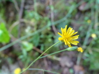 Vignette Crepide jolie, Crepide elegante (Crepis pulchra L.) (2).jpeg 