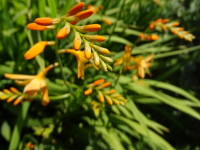 Vignette Crocosmia.jpeg 