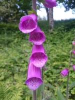 Vignette Digitale pourpre  (Digitalis purpurea) (1).jpeg 