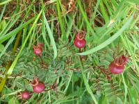 Vignette Eglantier pimprenelle.jpeg 