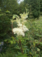 Vignette Fausse Spirée.jpeg 