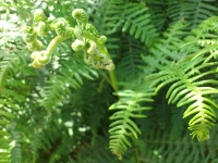 Vignette Fougère (1).jpeg 