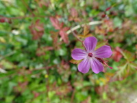 Vignette Géranium Herbe à Robert (Geranium robertianum).jpeg 