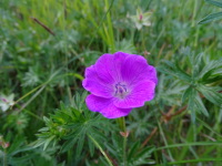 Vignette Geranio.jpeg 