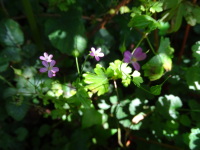 Vignette Geranium mou (Geranium molle).jpeg 