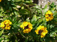 Vignette Giroflée des murailles (Erysimum cheiri).jpeg 