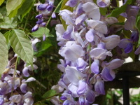 Vignette Glycine (Wisteria) (2).jpeg 