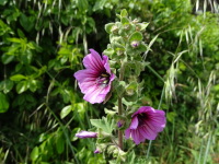 Vignette Grande Mauve (Malva sylvestris).jpeg 