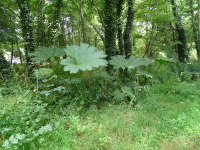 Vignette Gunnère du Brésil, Rhubarbe géante du Brésil (Gunnera manicata) (1).jpeg 
