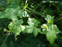 Vignette Houblon grimpant (Humulus lupulus).jpeg 