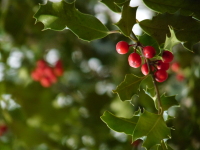 Vignette Houx (Ilex aquifolium).jpeg 