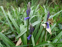 Vignette Jacinthe des bois.jpeg 