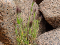 Vignette Lagure ovale ou Gros-minet ou  Queue de lièvre (2).jpeg 
