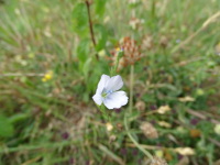 Vignette Lin (Linum) (1).jpeg 