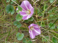 Vignette Liseron des champs (Convolvulus arvensis) (1).jpeg 