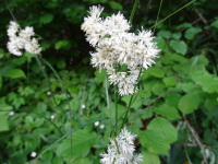 Vignette Luzule nivale (Luzula nivea), Luzule blanc de neige.jpeg 