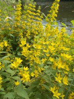 Vignette Lysimaque ponctuée.jpeg 