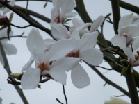 Vignette Magnolia_Gros_Malhon_2010.jpeg 