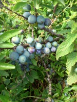 Vignette Marmottier, Prunier de Briançon.jpeg 