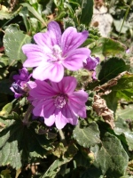 Vignette Mauve des bois (1).jpeg 