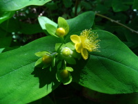 Vignette Millepertuis elegant (Hypericum pulchrum) (1).jpeg 