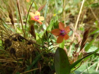 Vignette Mouron rouge (Anagallis arvensis).jpeg 
