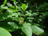 Vignette Neflier.jpeg 