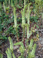 Vignette Nombril de Vénus (Umbilicus rupestris).jpeg 