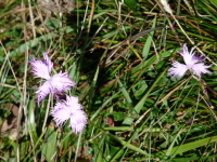 Vignette Oeillet (2).jpeg 