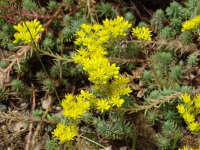 Vignette Orpin des rochers, Orpin réfléchi (Sedum rupestre) (1).jpeg 