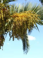 Vignette Palmier dattier (1).jpeg 