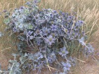 Vignette Panicaut de la mer (2).jpeg 