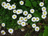 Vignette Paquerettes.jpeg 