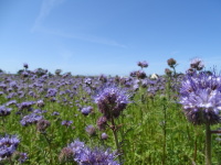 Vignette Phacelie (Phacelia) (5).jpeg 