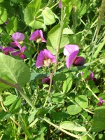 Vignette Pois de senteur (3).jpeg 