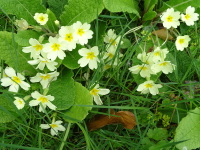 Vignette Primeveres (1).jpeg 