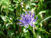 Vignette Raiponce orbiculaire (Phyteuma orbiculare).jpeg 