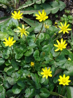 Vignette Renoncule ficaire (2).jpeg 