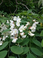 Vignette Robinier faux acacia.jpeg 