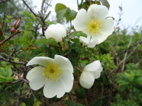 Vignette Rosier pimprenelle (2).jpeg 