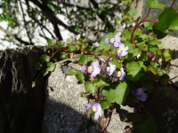 Vignette Ruine de Rome (3).jpeg 