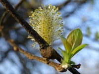 Vignette Saule-Chaton male (1).jpeg 