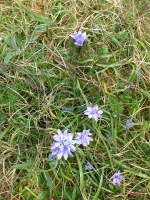 Vignette Scille d'automne (1).jpeg 